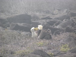 waved albatross