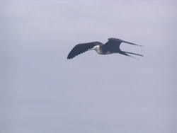 Waved Albatross