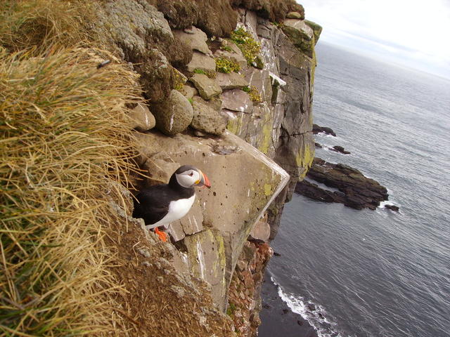 Waved Albatross - free image