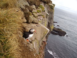 Waved Albatross