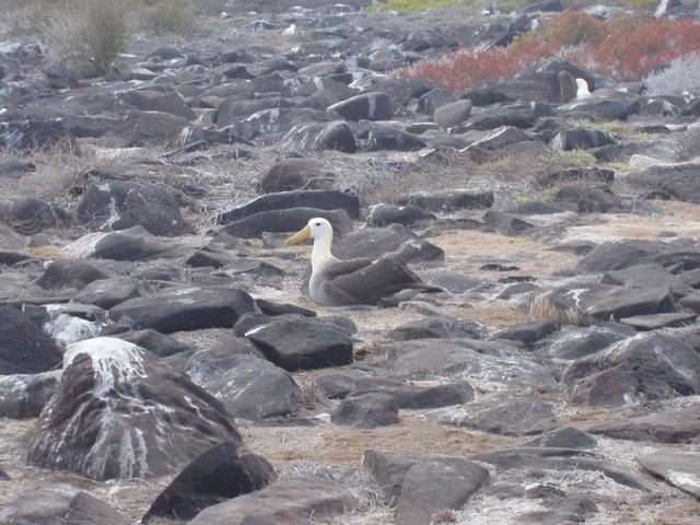 Waved Albatross - free image