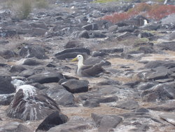 Waved Albatross