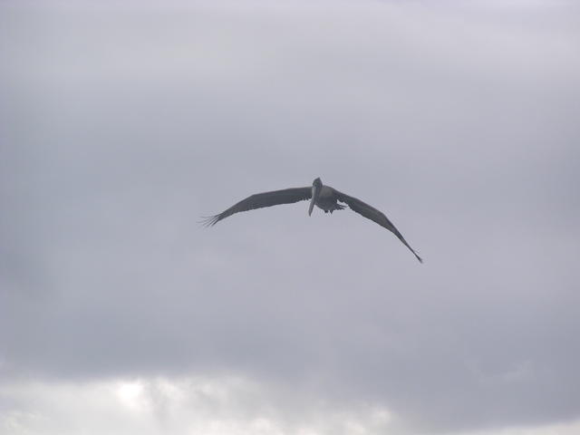 Waved Albatross - free image