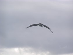 Waved Albatross