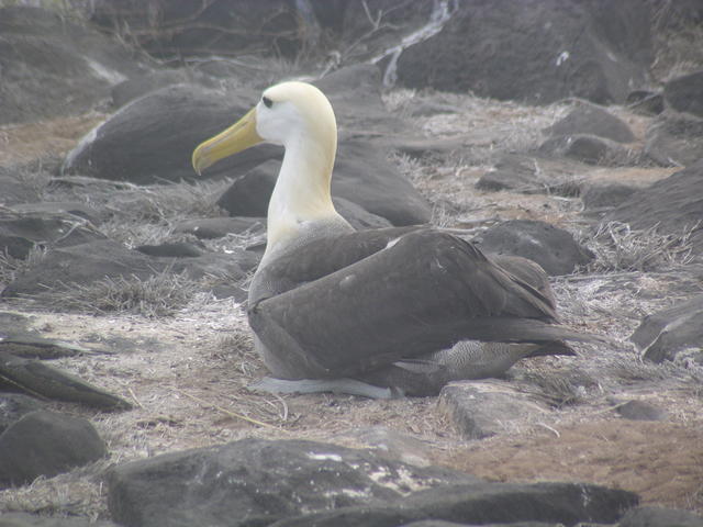 Waved Albatross - free image