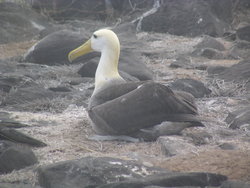 Waved Albatross