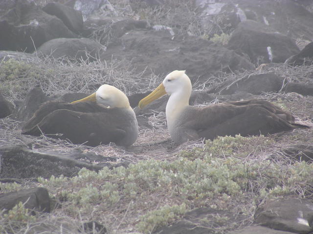 Waved Albatross - free image