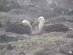 Waved Albatross