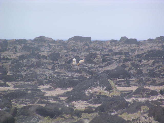 Waved Albatross - free image