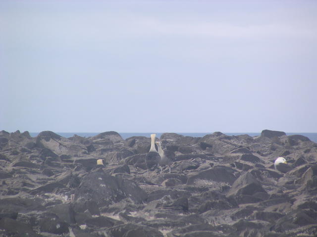 Waved Albatross - free image