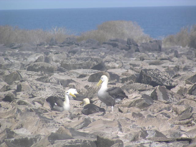 Waved Albatross - free image