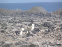 Waved Albatross