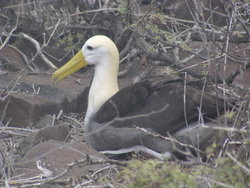 Waved Albatross