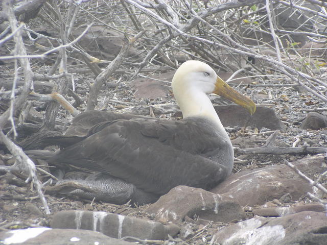 Waved Albatross - free image