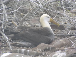 Waved Albatross