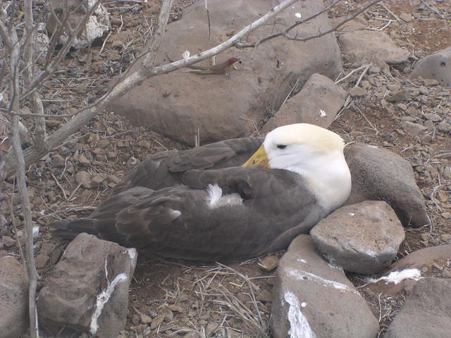 Waved Albatross - free image