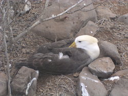 Waved Albatross