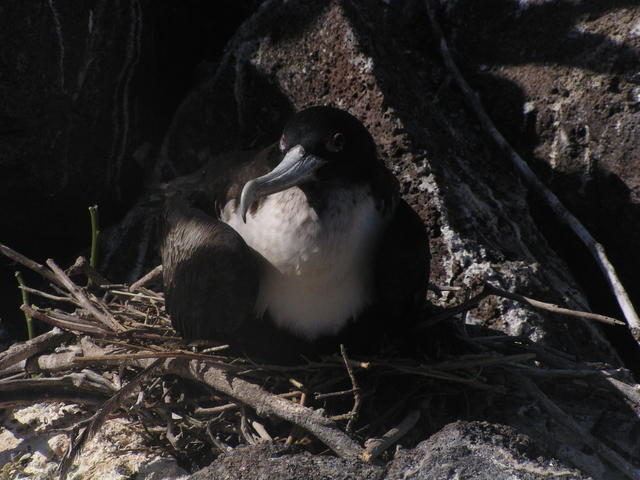 waved albatross - free image