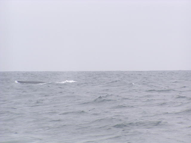 whale - free image