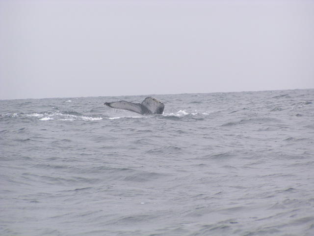 whale fin - free image