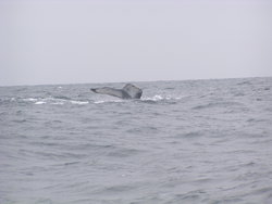 whale fin