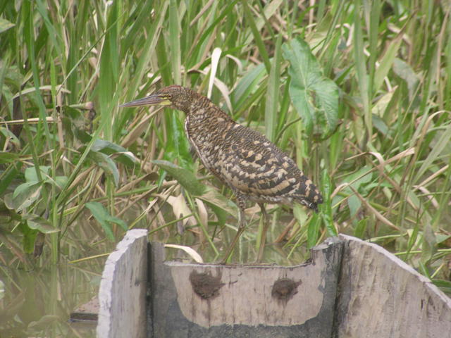 Whimbrel Bird - free image