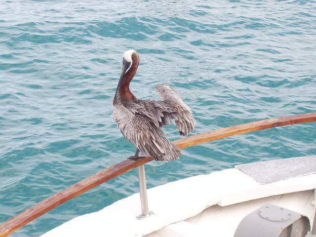 White Cheeked pelican - free image