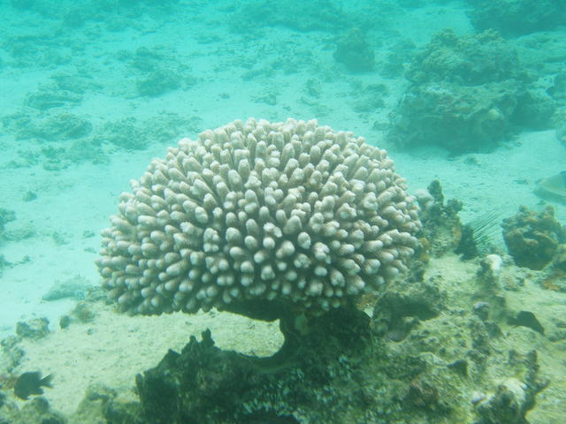 white coral - free image