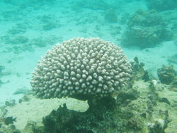 white coral