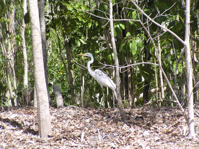 white egret bird - free image