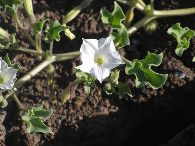 white flower - free image