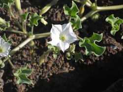 white flower