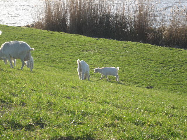 white goats - free image