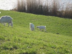 white goats