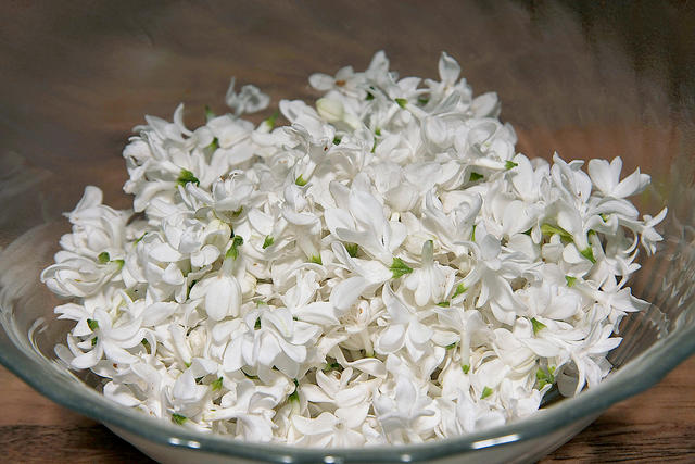 white lilac blossoms. - free image