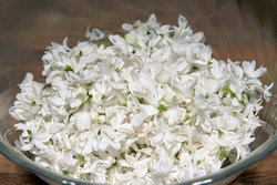 white lilac blossoms.