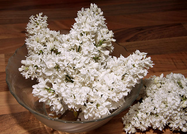 white lilacs - free image