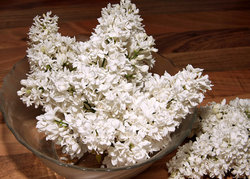 white lilacs