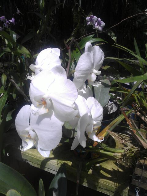 white orchids - free image