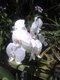 white orchids