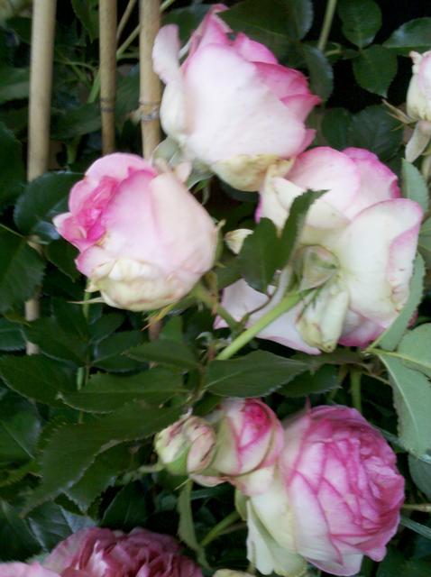 white roses with pink edges - free image