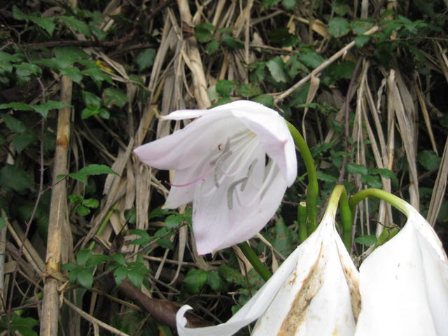 white wild flower - free image