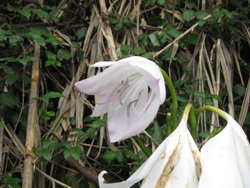 white wild flower