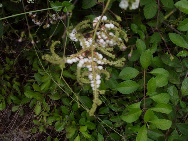 wild berries - free image