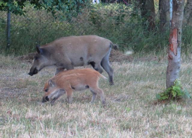 Wild Boar family - free image