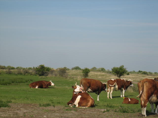 wild cow liking back - free image