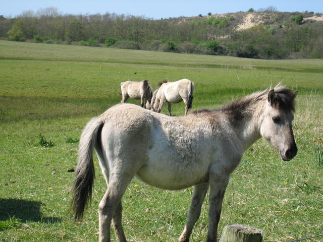 wild horses 2 - free image