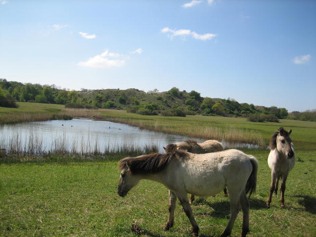 wild horses - free image