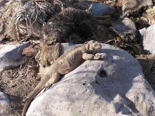 wild iguana - free image