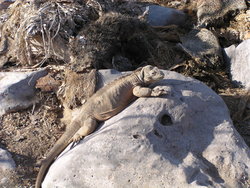 wild iguana